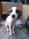 Desconhecido