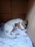 Desconhecido