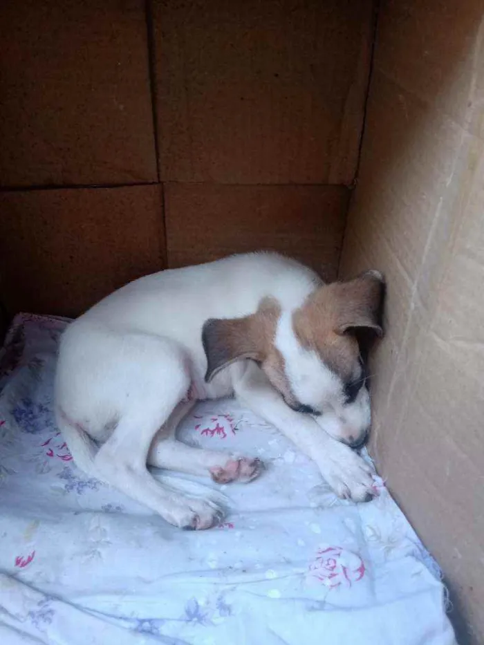 Cachorro raça Vira lata idade Abaixo de 2 meses nome Desconhecido