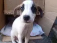 Desconhecido