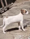 Desconhecido