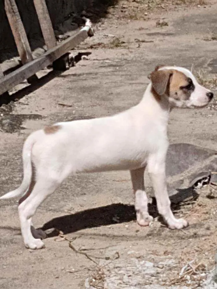 Cachorro raça Vira lata idade Abaixo de 2 meses nome Desconhecido
