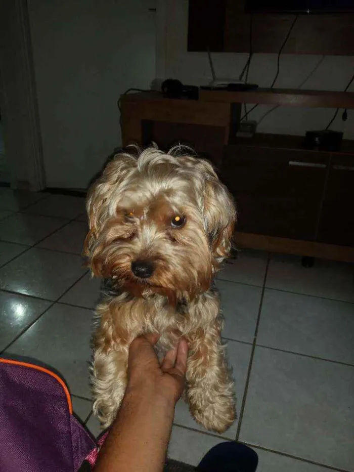 Cachorro raça Yorkeshire  idade 1 ano nome Bidu