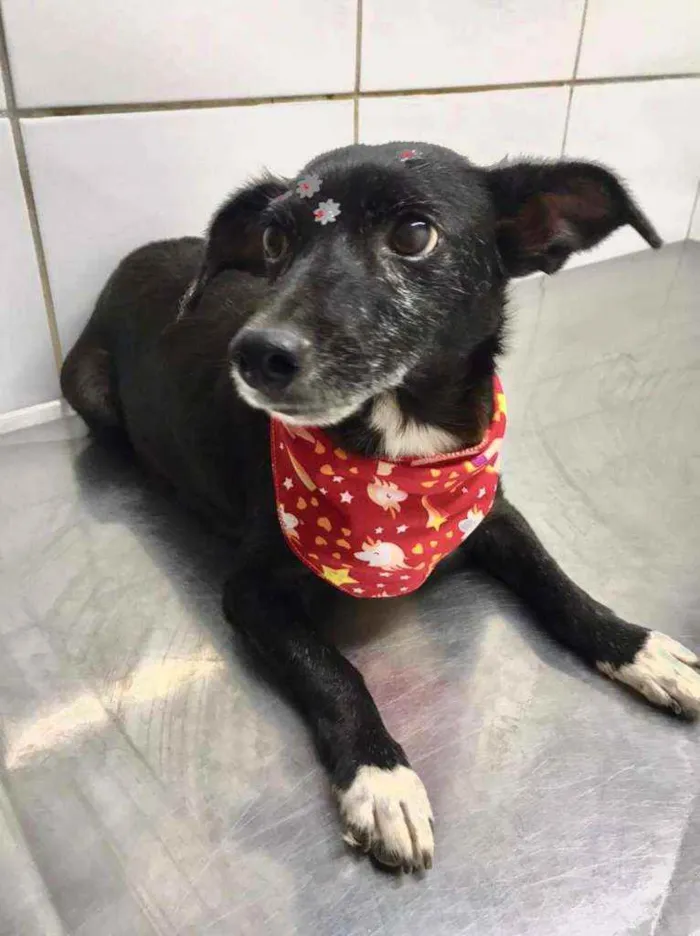 Cachorro raça SRD  idade 3 anos nome Ceci 