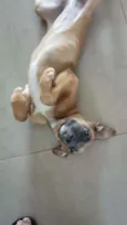 Lua