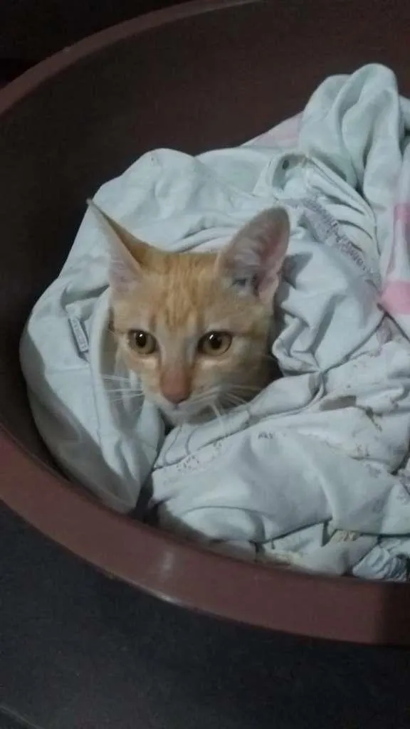 Gato raça vira lata idade 2 a 6 meses nome zezinho