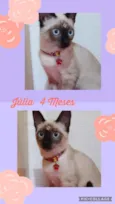 Gato raça Srd idade 2 a 6 meses nome Júlia 