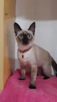 Gato raça Srd idade 2 a 6 meses nome Júlia 