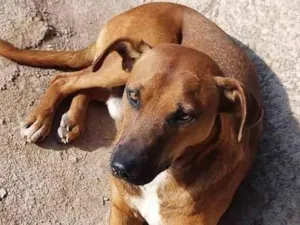 Cachorro raça SRD-ViraLata idade 4 anos nome Léo Olhar