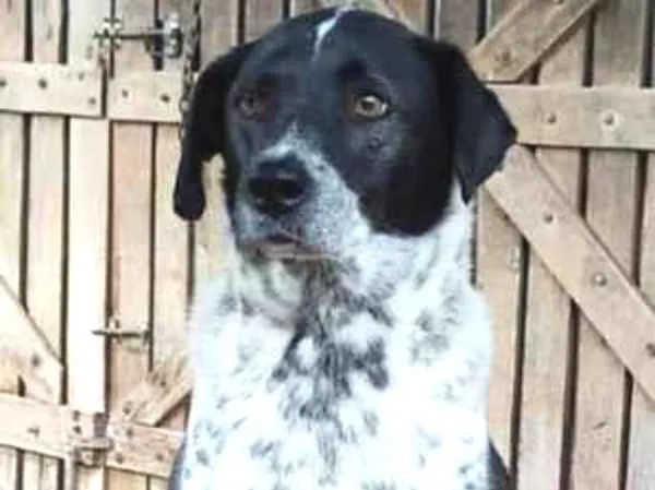 Cachorro raça SRD-ViraLata idade 3 anos nome Malhado