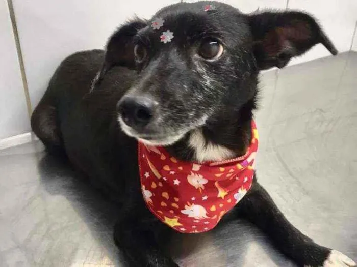 Cachorro raça SRD  idade 3 anos nome Ceci 