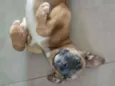 Lua