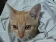 Gato raça vira lata idade 2 a 6 meses nome zezinho