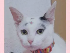 Gato raça Srd idade 2 a 6 meses nome Kiara 