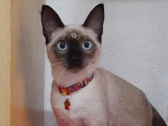 Gato raça Srd idade 2 a 6 meses nome Júlia 