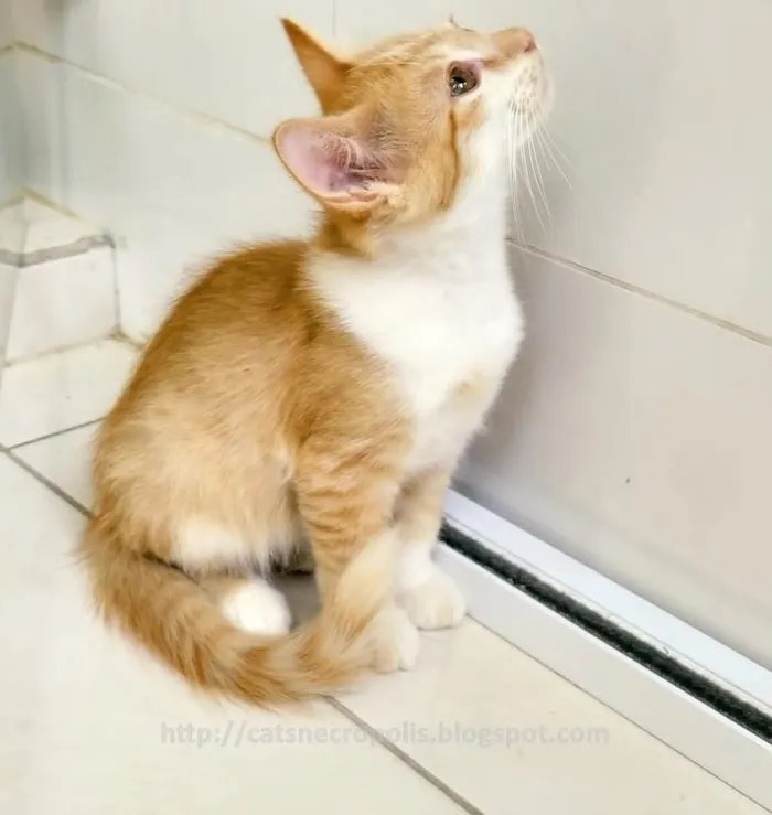 Gato ra a srd idade 2 a 6 meses nome loiro