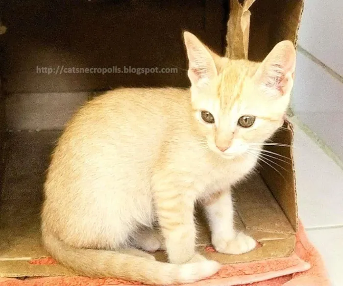 Gato ra a srd idade 2 a 6 meses nome loira