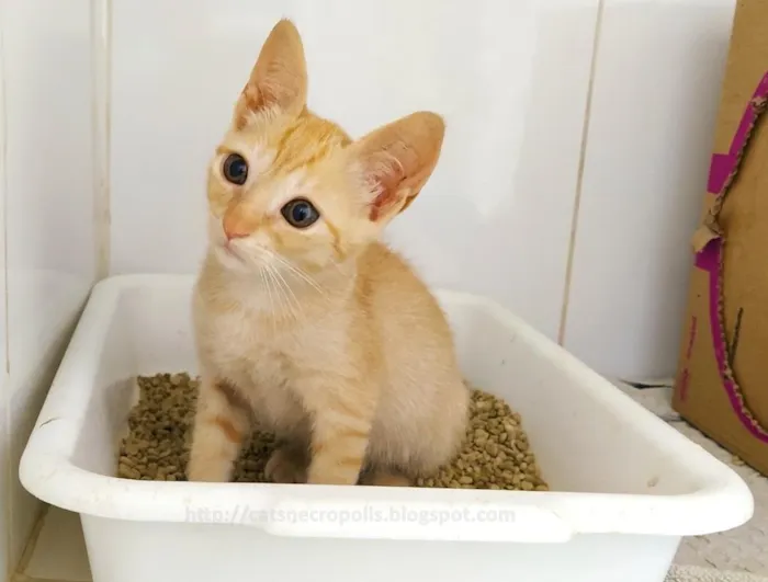 Gato ra a srd idade 2 a 6 meses nome loira