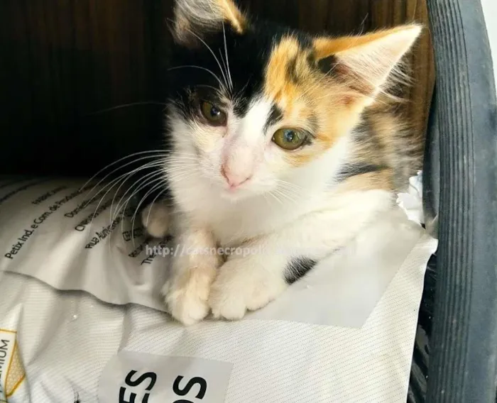 Gato ra a srd idade 2 a 6 meses nome tricolor