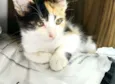 tricolor