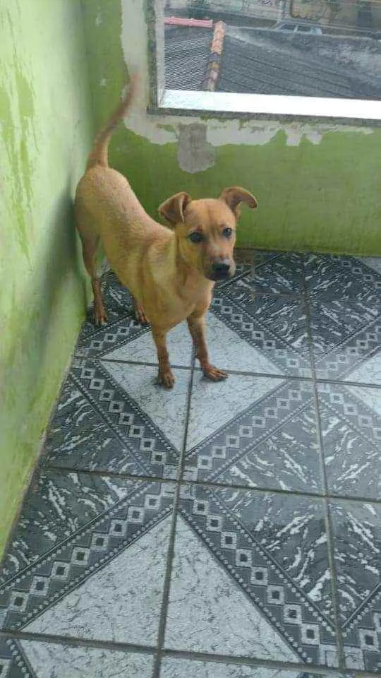 Gato raça SRD idade 7 a 11 meses nome Billy