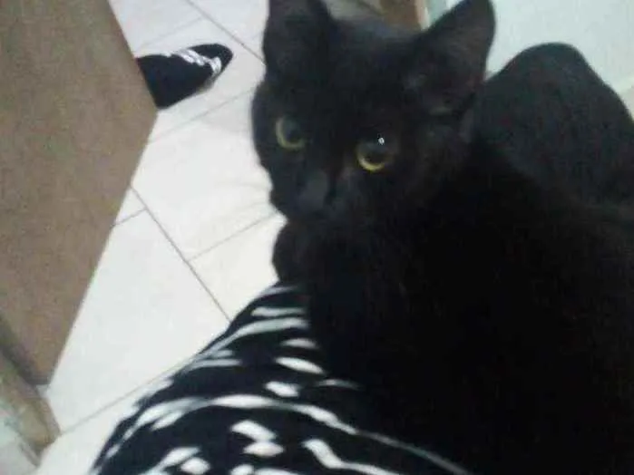 Gato ra a  idade Abaixo de 2 meses nome Sem noms