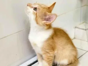 Gato raça srd idade 2 a 6 meses nome loiro
