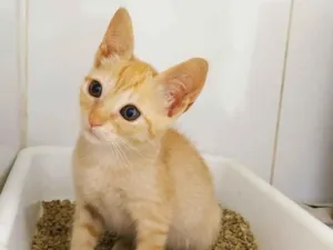 Gato raça srd idade 2 a 6 meses nome loira