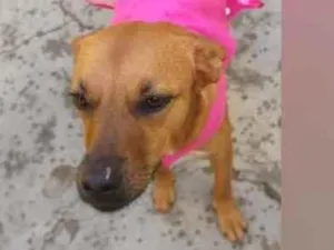 Cachorro raça SRD  idade 3 anos nome Penélope 