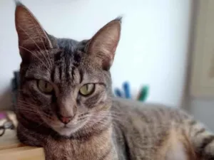 Gato raça Vira-lata idade 1 ano nome Cris