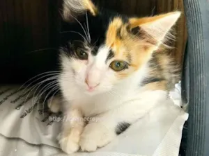Gato raça srd idade 2 a 6 meses nome tricolor