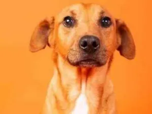 Cachorro raça SRD  idade 2 anos nome Edu 
