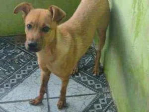 Gato raça SRD idade 7 a 11 meses nome Billy