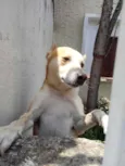 Cachorro raça Srd idade 1 ano nome Trovão lindo e fofo 