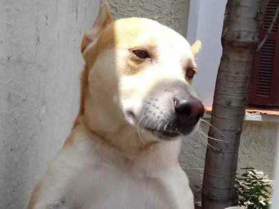 Trovão lindo e fofo 