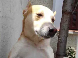 Cachorro raça Srd idade 1 ano nome Trovão lindo e fofo 