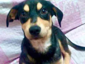 Cachorro raça Srd idade 2 a 6 meses nome Lêo lindo bebê 