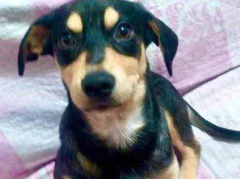 Cachorro raça Srd idade 2 a 6 meses nome Lêo lindo bebê 