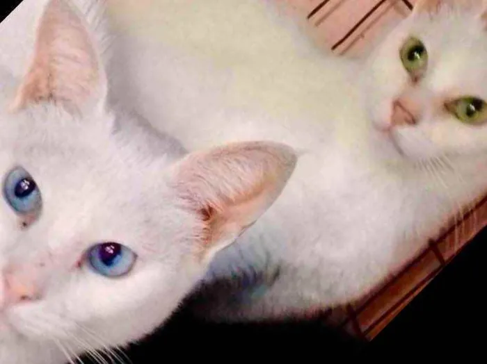 Gato raça Srd idade 7 a 11 meses nome Luna e Beatriz 