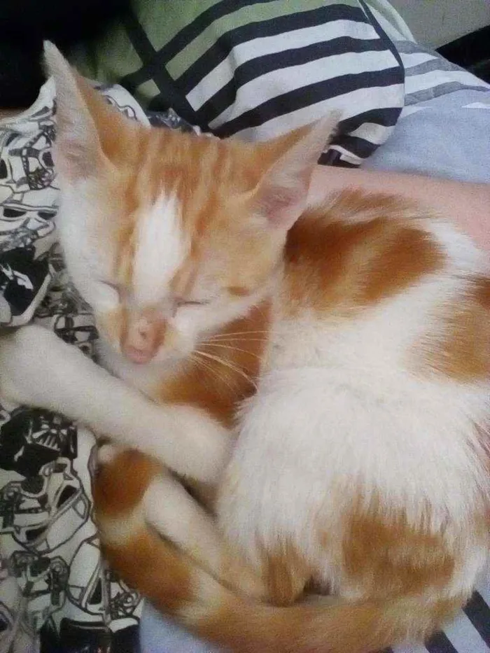 Gato ra a  idade 2 anos nome Kovu e Simba