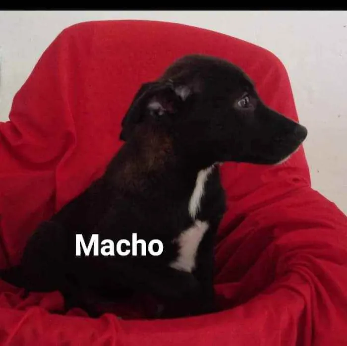 Cachorro ra a SRD idade 2 a 6 meses nome Toy