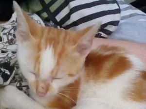 Gato raça  idade 2 anos nome Kovu e Simba