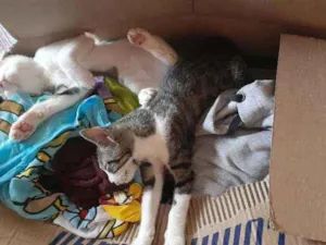 Gato raça  idade 2 a 6 meses nome Muafasa e Scar