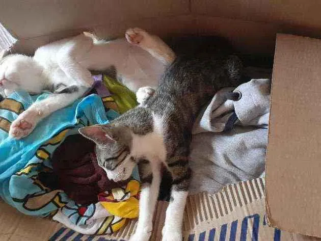 Gato ra a  idade 2 a 6 meses nome Muafasa e Scar