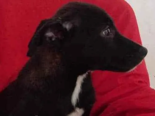Cachorro ra a SRD idade 2 a 6 meses nome Toy