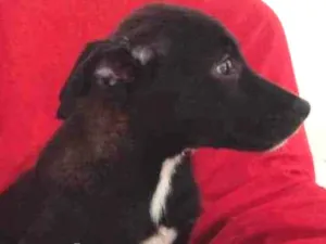 Cachorro raça SRD idade 2 a 6 meses nome Toy