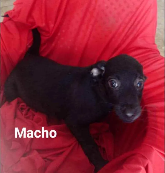 Cachorro ra a SRD idade 2 a 6 meses nome Toby