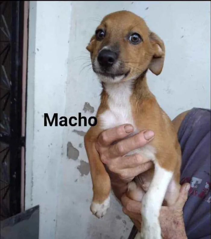Cachorro ra a SRD idade 2 a 6 meses nome Teddy