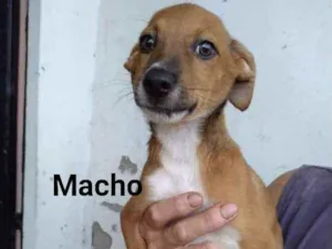 Cachorro raça SRD idade 2 a 6 meses nome Teddy