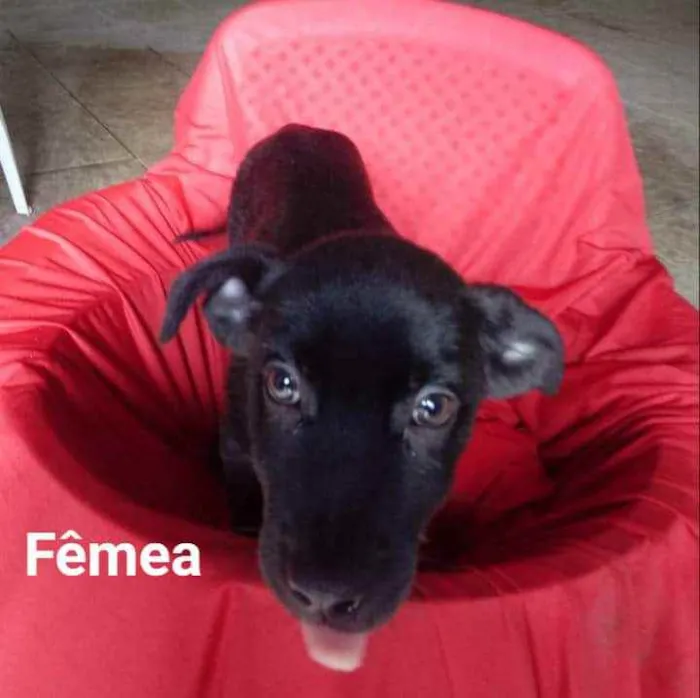 Cachorro ra a SRD idade 2 a 6 meses nome Taty